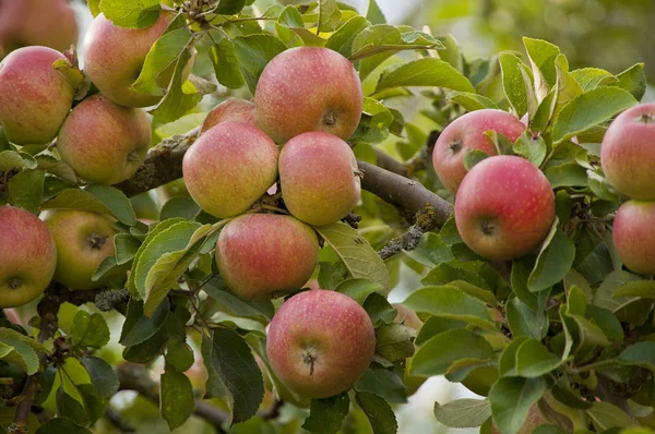 Νωπά Ώριμα Μήλα Υγιεινή Διατροφή — Φωτογραφία Αρχείου