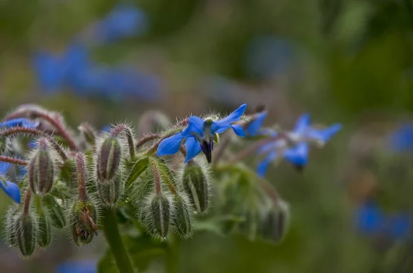 美丽的花朵 花卉概念背景 — 图库照片