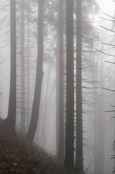 Alberi Una Foresta Nebbiosa — Foto Stock