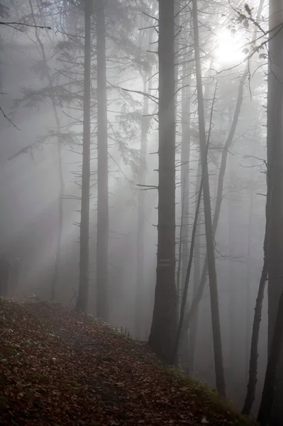 Sol Genom Dimma Vid Stig Skogen — Stockfoto