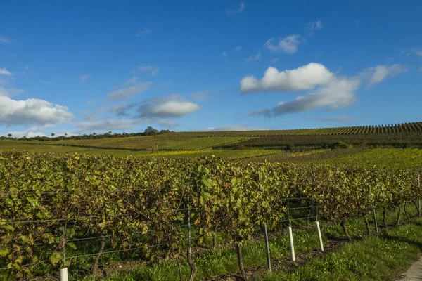 Rheinhessen Grootste Van Duitse Wijngebieden — Stockfoto