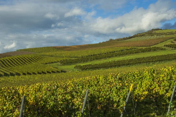 Rheinhessen Grootste Van Duitse Wijngebieden — Stockfoto