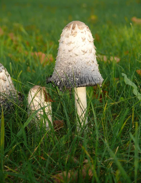 Funghi Crescita Flora Fungina Botanica — Foto Stock