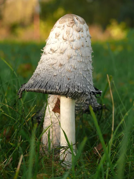 Crescimento Cogumelos Flora Botânica Natureza — Fotografia de Stock