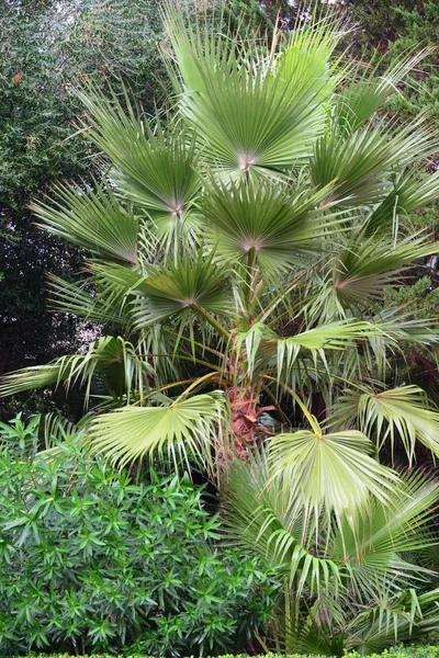 Liście Palmy Flora Przyrodzie Środowisko — Zdjęcie stockowe