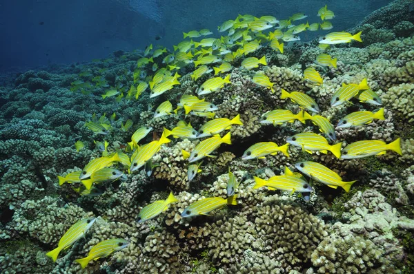 Μπλε Ριγέ Snappers Πάνω Από Σκληρό Κοράλλι Στις Νότιες Θάλασσες — Φωτογραφία Αρχείου