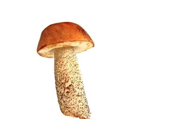 Bříza Houby Leccinum Scabrum — Stock fotografie