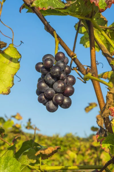 Grapes Berries Grape Fruits — Stock Photo, Image