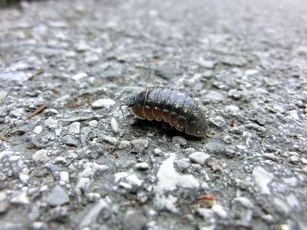 Närbild Insekter Vild Natur — Stockfoto