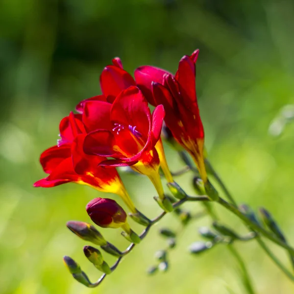 美しい花や自然背景 — ストック写真