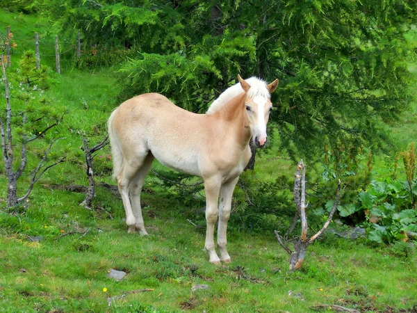 Haflinger Horse Breed — Stock Photo, Image
