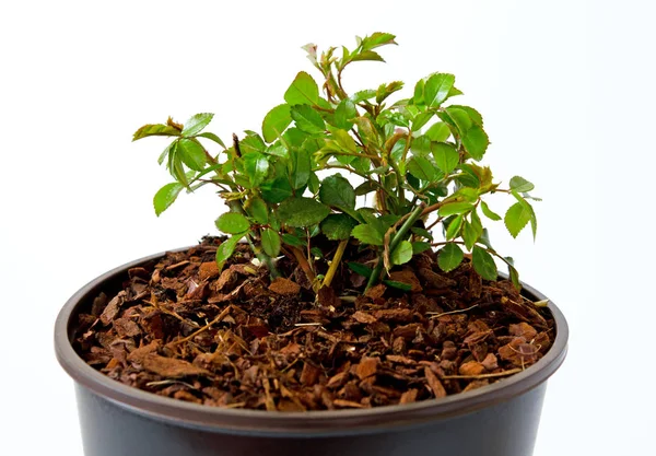 Planta Vaso Isolado Sobre Fundo Branco — Fotografia de Stock