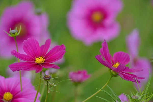 Close Belas Flores Verão — Fotografia de Stock