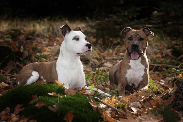 Δύο Αμερικανικά Terrier Staffordshire Στο Δάσος — Φωτογραφία Αρχείου