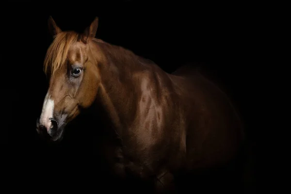 Портрет Красивой Лошади — стоковое фото