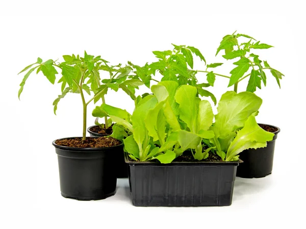 Plantas Tomate Plantas Alface — Fotografia de Stock