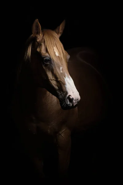 Pferd Auf Schwarzem Hintergrund — Stockfoto