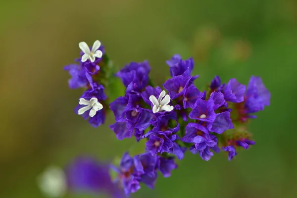 Olika Blommor Selektivt Fokus — Stockfoto