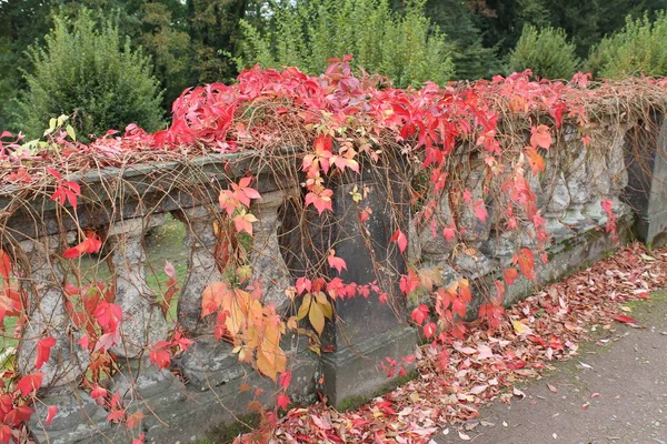 Beau Feuillage Automne Coloré — Photo