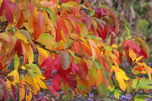 American Fever Tree Autumn Foliage — Stock Photo, Image