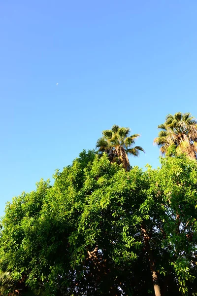 棕榈叶 自然植物 — 图库照片
