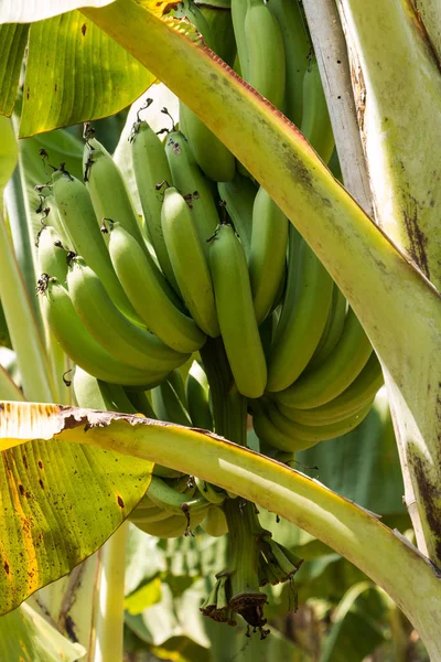 种植园里的香蕉 热带水果农业 — 图库照片