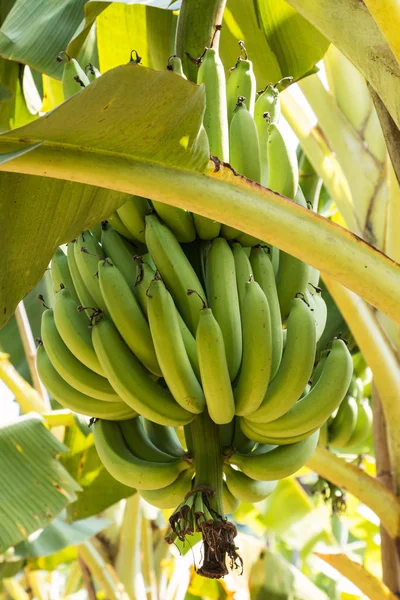 Μπανάνες Στη Φυτεία Γεωργία Τροπικά Φρούτα — Φωτογραφία Αρχείου