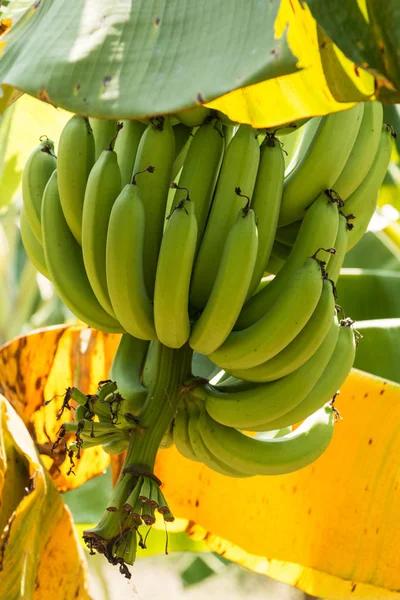 Banány Plantáži Zemědělství Tropickým Ovocem — Stock fotografie