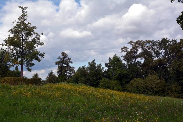 Zomer Het Park — Stockfoto