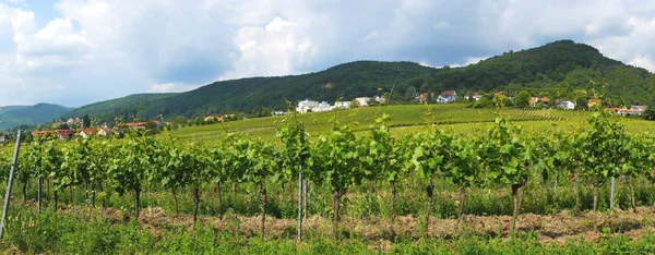 Neustadt Haardt Alman Şarap Sokağı Panoraması Önünde Üzüm Bağı Olan — Stok fotoğraf