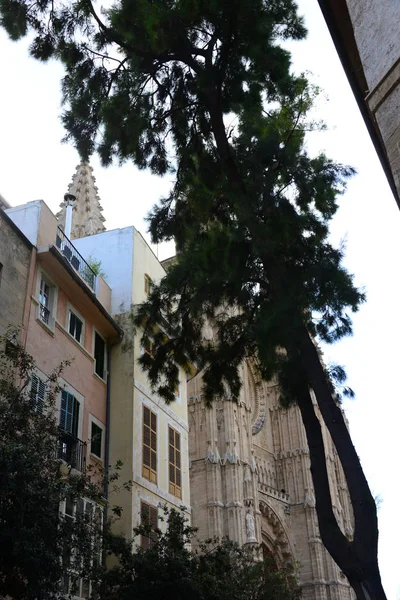 Catedral Gótica Seu Palma Maiorca Baleares Espanha — Fotografia de Stock