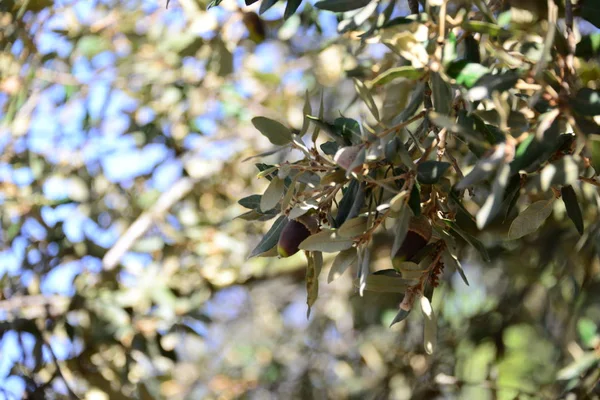 Eicheln Auf Baum Spanien — Stockfoto