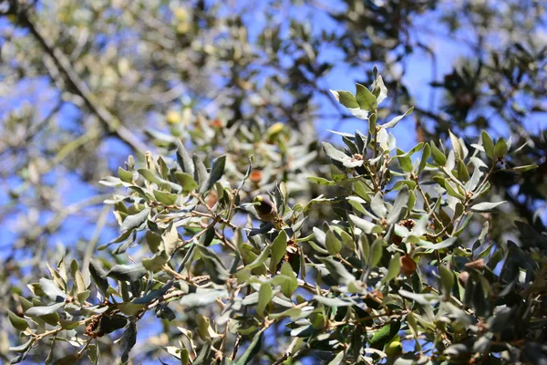 Las Bellotas Sobre Árbol Dolor —  Fotos de Stock