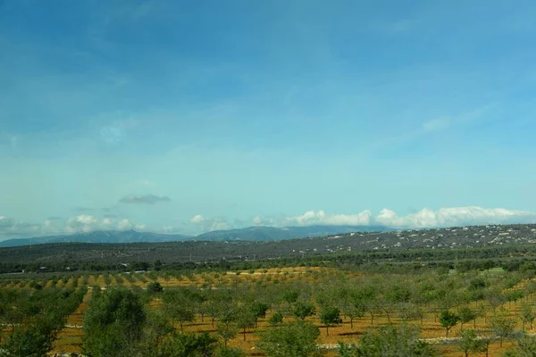 西班牙的风景 马略卡松 — 图库照片