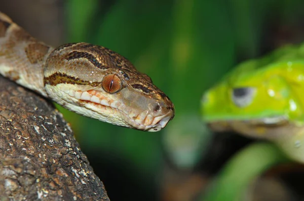 Gartenboa Serpenteia Pela Árvore — Fotografia de Stock