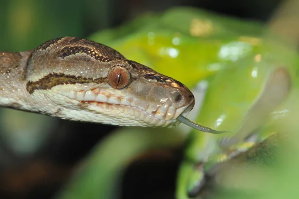 Gartenboa Windet Sich Durch Den Baum — Stockfoto