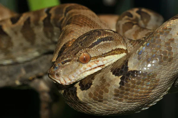 Gartenboa Serpente Travers Arbre — Photo