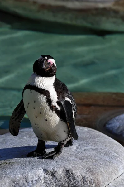 Pinguino Africano Animale Pinguino Fauna Naturale — Foto Stock