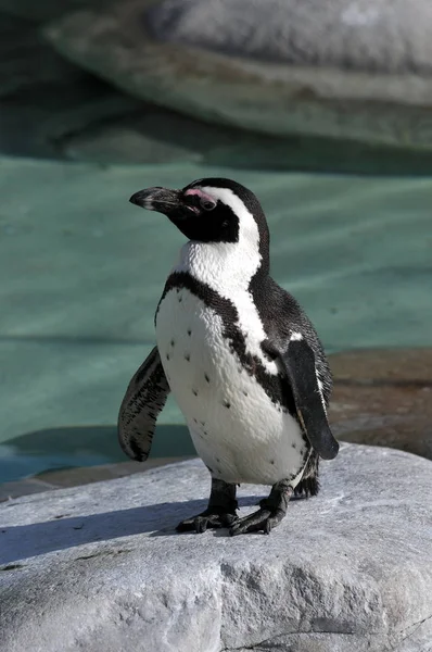 Afrikai Pingvin Pingvin Állat Természet Fauna — Stock Fotó