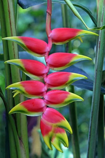 Perroquet Fleur Heliconia Velutina — Photo