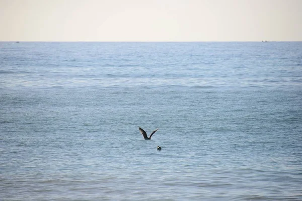 Vista Panorámica Las Aves Cormoranes Naturaleza — Foto de Stock