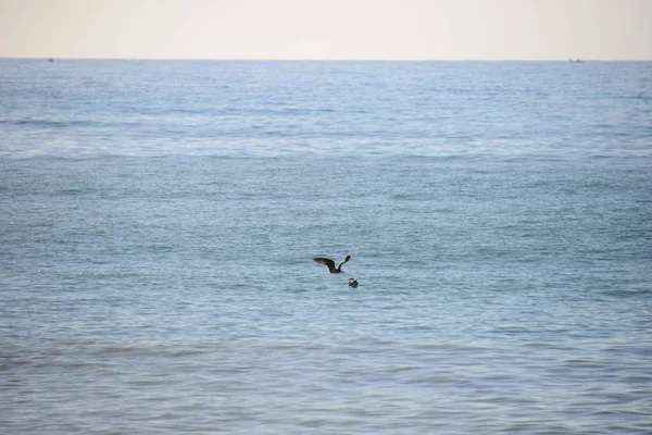 Vista Panorámica Las Aves Cormoranes Naturaleza —  Fotos de Stock