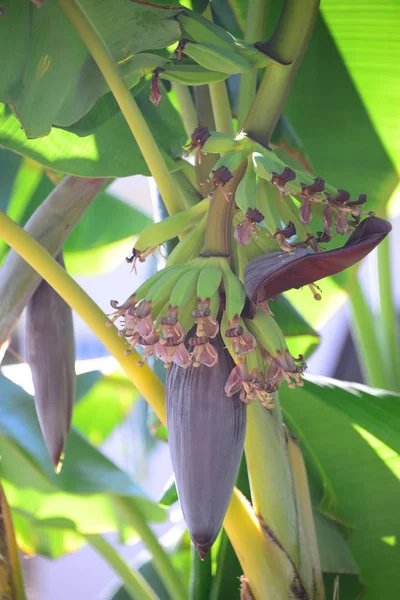 Tropische Plant Bananenboom — Stockfoto