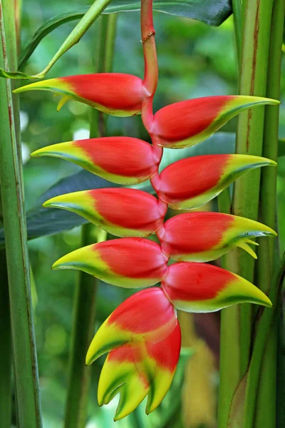Heliconia Flor Tropical Con Pétalos Rojos Garras Langosta — Foto de Stock