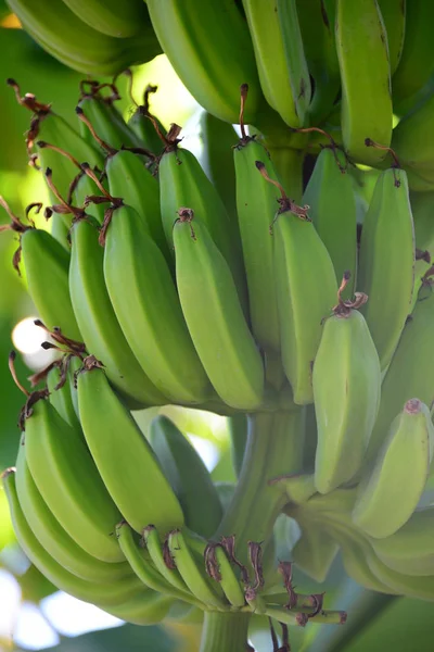 Μπανανόδεντρο Τοπικό Φυτό Πράσινα Φύλλα — Φωτογραφία Αρχείου