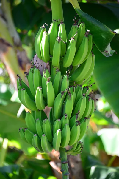 Planta Tropical Árbol Plátanos — Foto de Stock