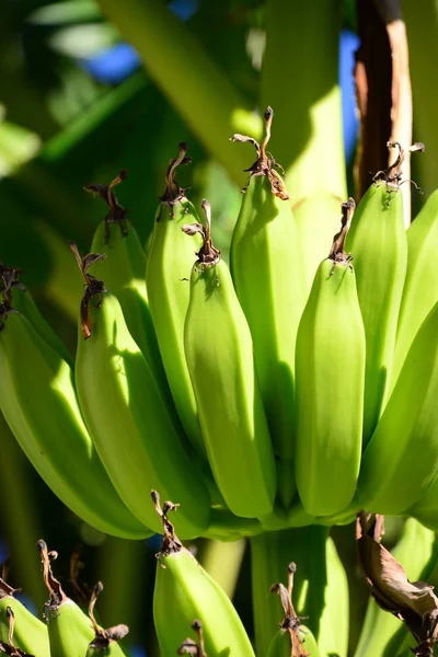 Banánový Ovocný Strom Topická Rostlina Zelenými Listy — Stock fotografie