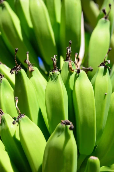 热带植物 香蕉树 — 图库照片