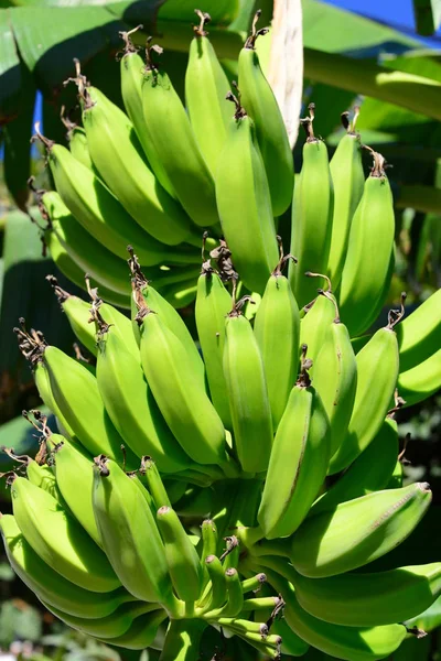 热带植物 香蕉树 — 图库照片
