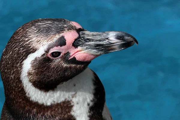 フンボルトペンギンハイビスカス Humboldti — ストック写真